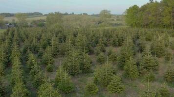 Pick Your Own Christmas Tree Farm Aerial View video