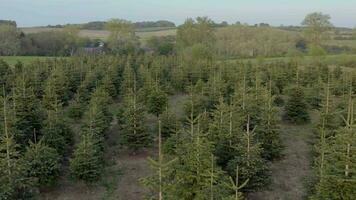 Pick Your Own Christmas Tree Farm Aerial View video