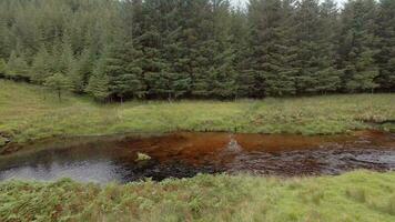 A Red Stag Crossing a River Surrounded By Forests video