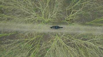 A Horse Rider on a Hack Through Woodland Path Bird's Eye View video