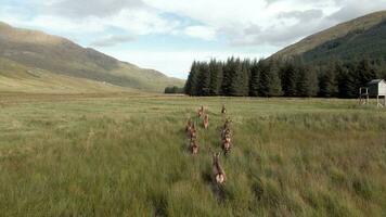 rot Hirsch im das schottisch Hochland umgeben durch schön Landschaft video