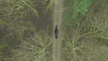 A Horse Rider on a Hack Through Woodland Path Bird's Eye View video