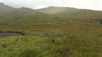 A Red Deer Stag in the Scottish Highlands video