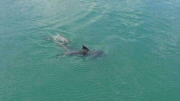 delfines en el salvaje nadando en el Oceano video