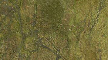 Red Deer In The Scottish Highlands Surrounded By Beautiful Landscape video