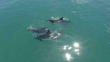 A Pod of Wild Dolphins and a Calf Swimming in the Ocean video