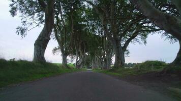 The Dark Hedges in Northern Ireland a Popular Tourist Attraction video
