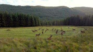 rojo ciervo en el escocés tierras altas rodeado por hermosa paisaje video