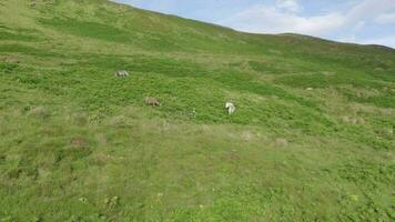 caballos pasto en montañoso terreno rodeado por un hermosa paisaje video