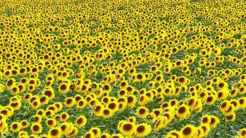 ein Feld von Sonnenblumen im das Sommer- video