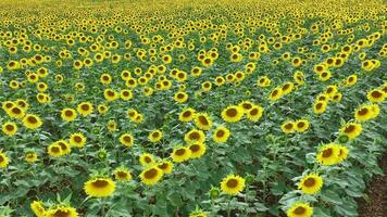 tournesols dans une champ aérien vue video