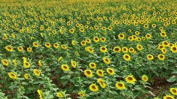 zonnebloem Bijsnijden gebruikt voor voedsel en dier voeden video