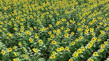 Sunflower Crop Used for Food and Animal Feed video