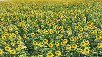 Sunflower Crop Used for Food and Animal Feed video