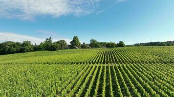 viñedo en el Burdeos vino región en Francia video