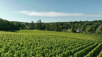 Weinberg im das Bordeaux Wein Region im Frankreich video