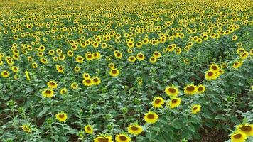 tournesols dans une champ survol video