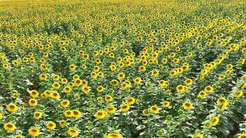 zonnebloemen in een veld- naar worden voor geoogst in olie en zaden video