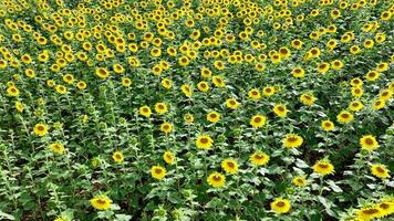 girasoli nel un' campo per essere per raccolto in olio e semi video