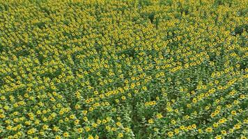 zonnebloemen in een veld- klaar naar worden voor geoogst in olie en zaden video