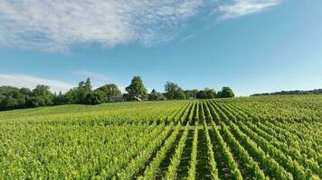 Weinberg im das Bordeaux Wein Region im Frankreich video