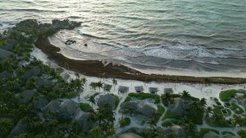 aereo Visualizza di messicano spiaggia coperto nel sargassum gulfweed alga marina video