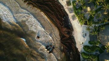 Sargassum Seaweed Known as Gulfweed Covers Beautiful Beaches Aerial View video