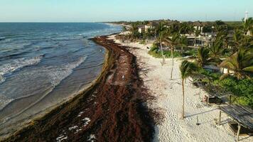 Sargassum Seaweed Known as Gulfweed Covers Beautiful Beaches Aerial View video