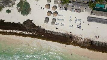 Beach in Mexico Covered in Gulfweed Seaweed Ruining the Beautiful Sandy Beaches video