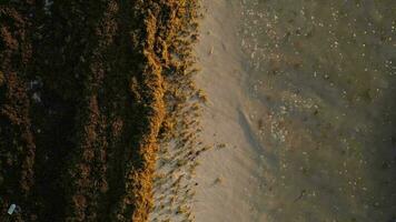 sargasses algue crise avec des plages dans Mexique se battre gulfweed invasion video