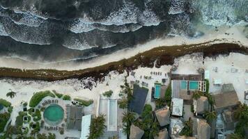Washed Up Sargassum Seaweed Destroying Beautiful Beaches in the Caribbean video