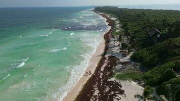 aéreo Visão do mexicano de praia coberto dentro sargaço Gulfweed algas marinhas video