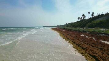 Mexicaans strand resorts aanpakken sargassum golfkruid Aan de stranden video