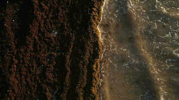 lavado arriba sargazo algas marinas destruyendo hermosa playas en el caribe video