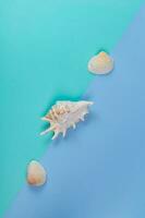Three decorative seashells on a double blue background. Poster. Minimalism style photo