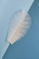 white shoft feather isolated on blue background photo