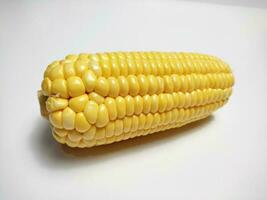 single corn on a white background photo