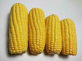 Fresh sweet corn isolated on white background. photo