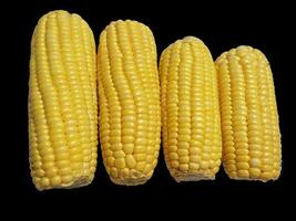 Fresh sweet corn isolated on black background. photo