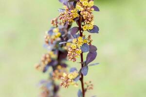 A shrub with beautiful yellow flowers. The flowering tree. photo