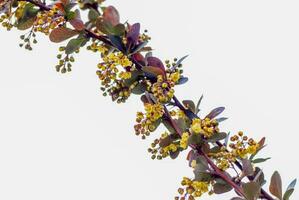 A shrub with beautiful yellow flowers. The flowering tree. photo