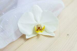 Spring lightness and tenderness. The freshness of the morning. Light composition with an Orchid flower, green leaf and transparent fabric. photo