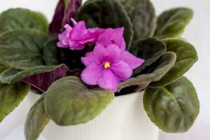 flor en un maceta, Violeta en un ligero antecedentes diseño. el ligereza de el composición. foto