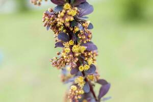 A shrub with beautiful yellow flowers. The flowering tree. photo