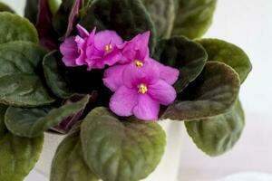 Flower in a pot, violet on a light background design. The lightness of the composition. photo