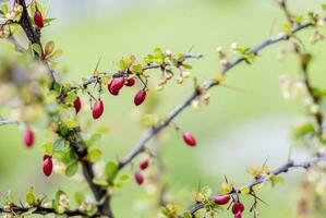 Shrub with berries of barberry. Barberry. photo