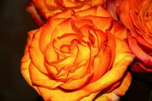 A bright orange rose bud on a dark background. A beautiful rose. photo