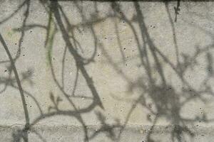 Tree branch shadows on rough wall texture photo