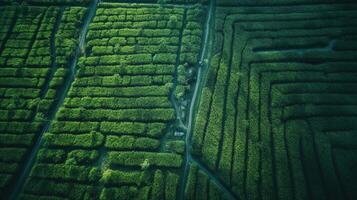 , field of green grass with water sprinkled, aerial view drone photography. Swamp landscape. photo