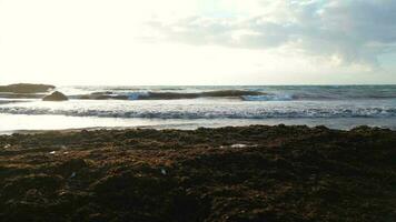 strand in Mexico gedekt in golfkruid zeewier ruïneren de mooi zanderig stranden video